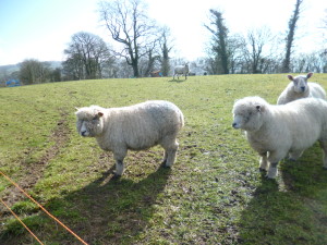 Ryeland Sheep In Field