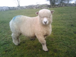 Posing Ryeland Sheep